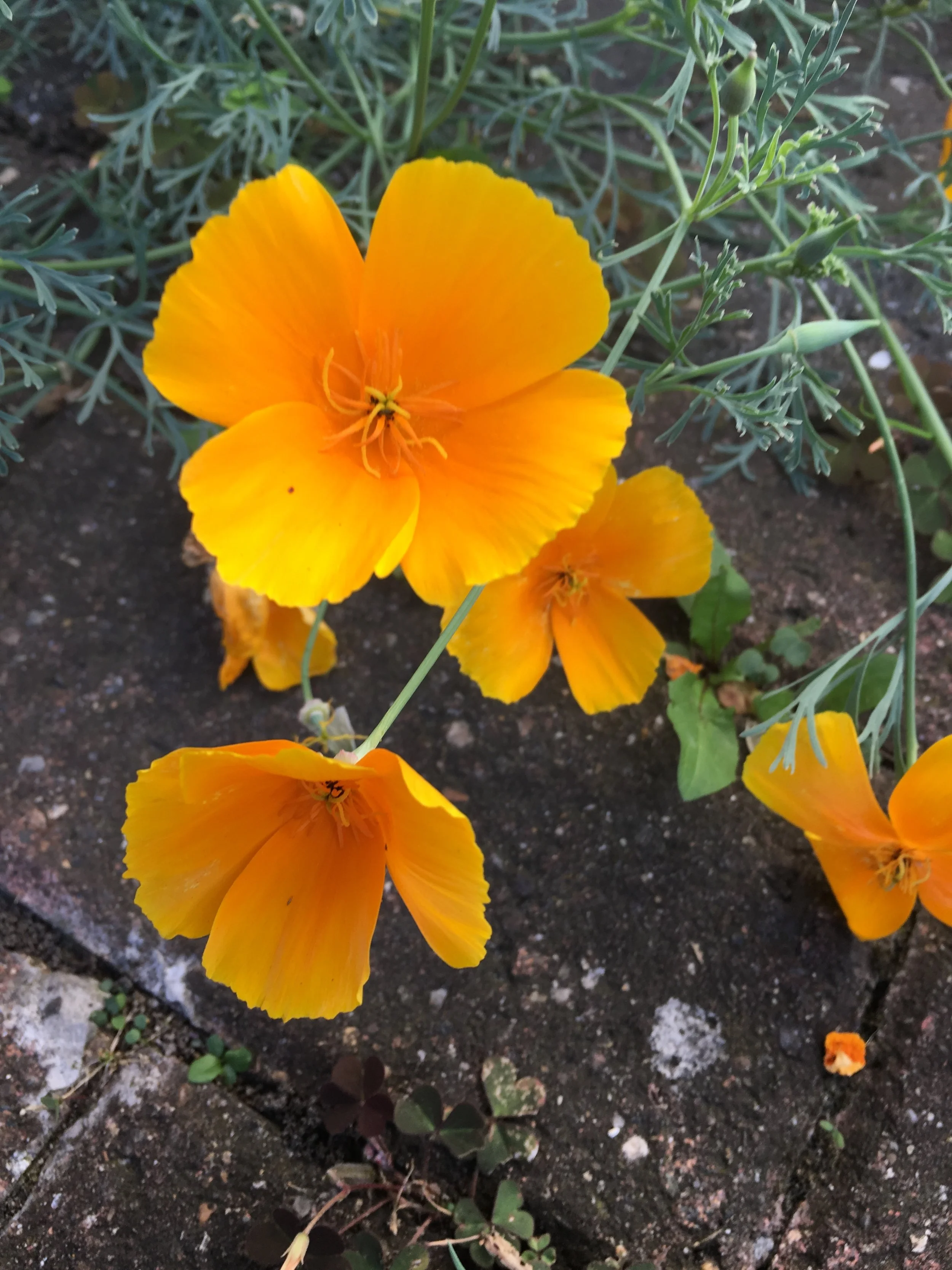 Perhaps there was something in the air