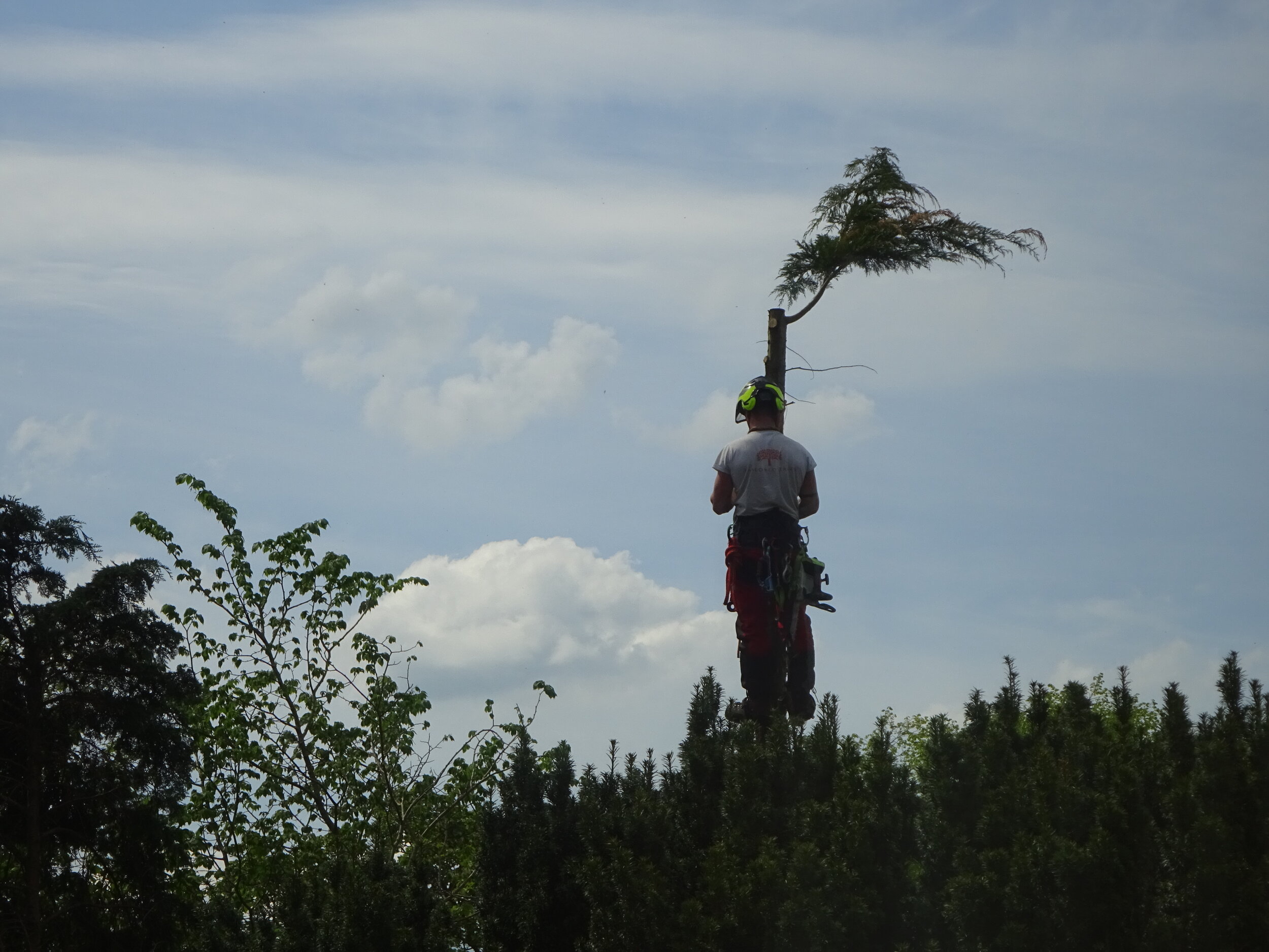 Angus in tree .jpeg