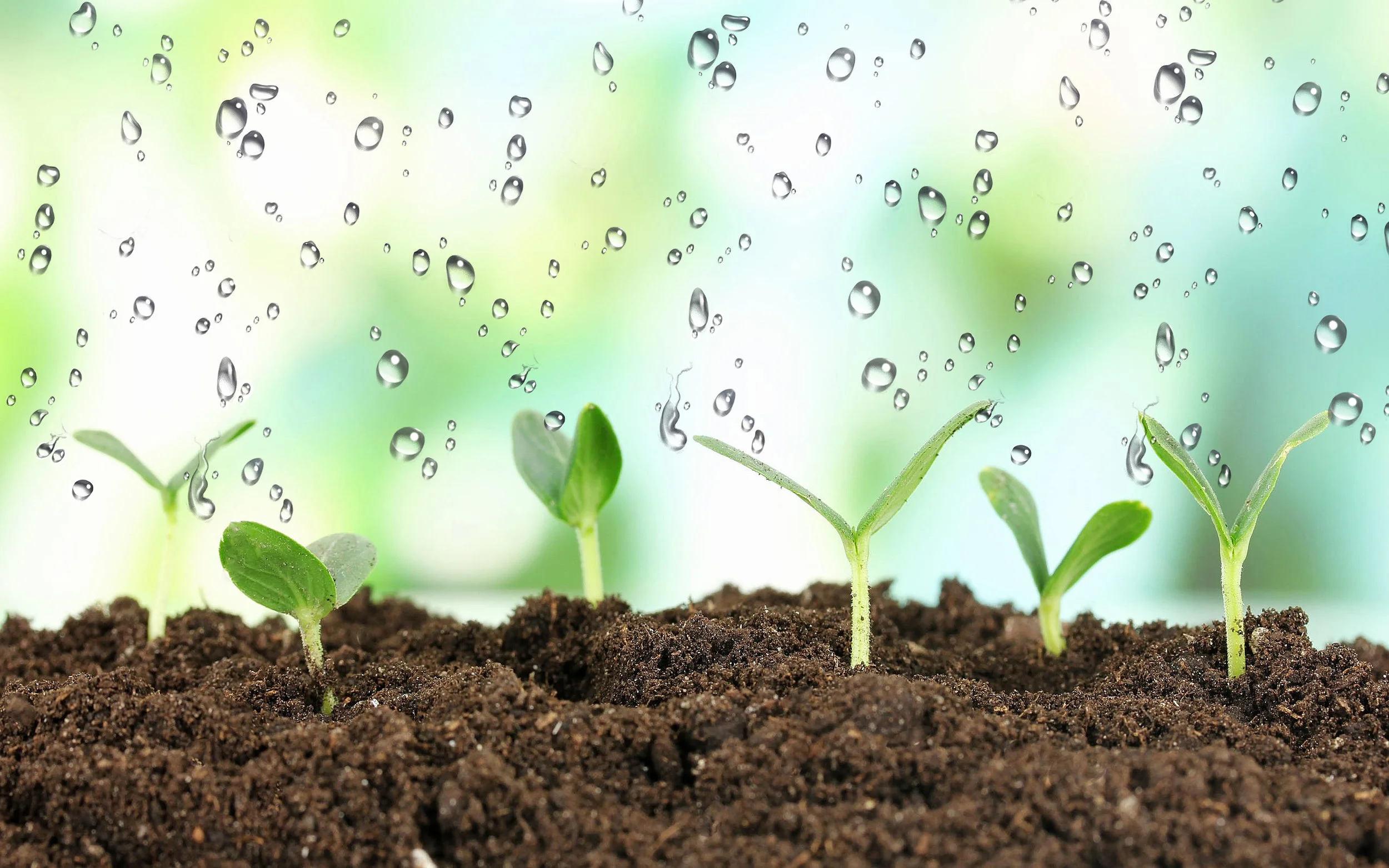 Donate - Growing with Rain.jpg