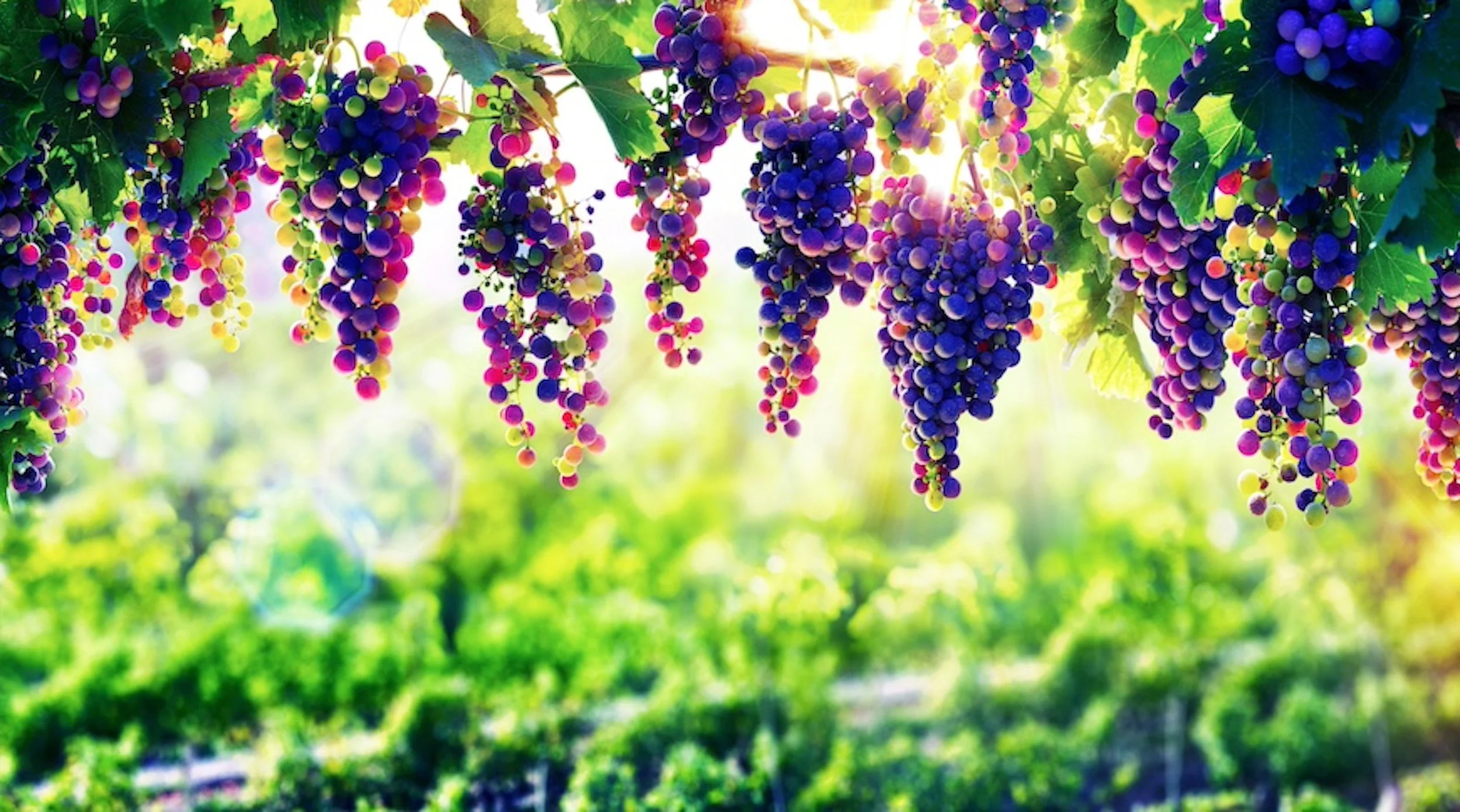 The Harvest Is Plentiful But The Workers Are Few
