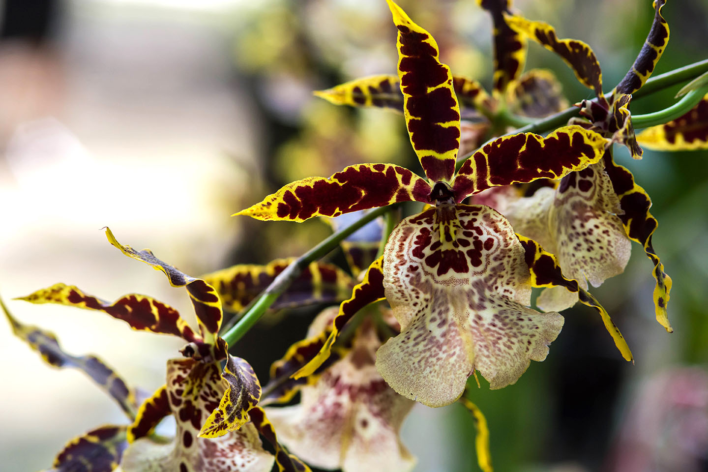 Oncidium.jpg