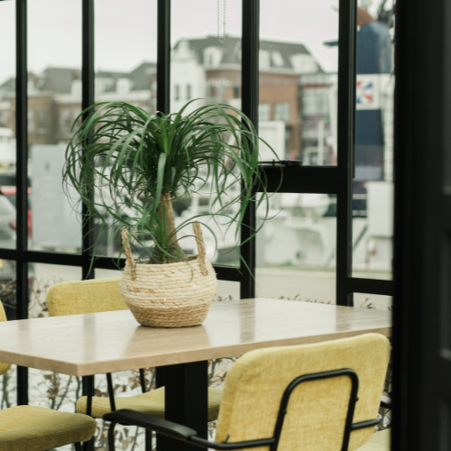 Beaucarnea assortiment-web-1.png