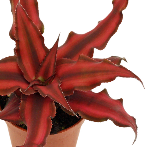 Cryptanthus Red Star web_closeup.png