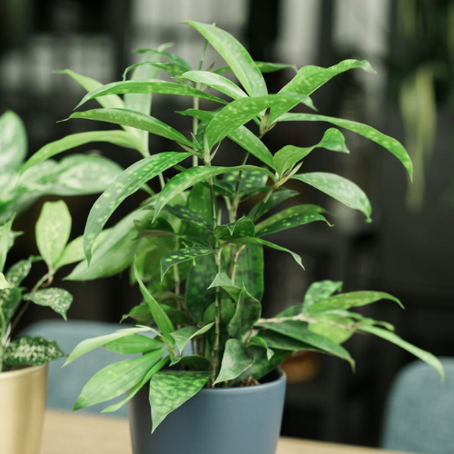 DH Dracaena 500x500px_web-1.png