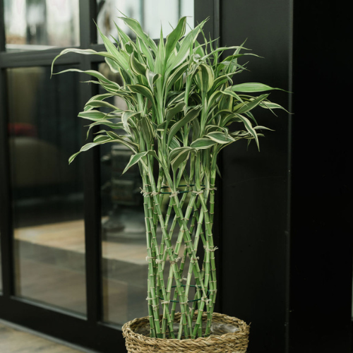 DH Dracaena 500x500px_web-2.png