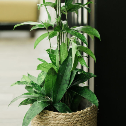 DH Dracaena 500x500px_web.png