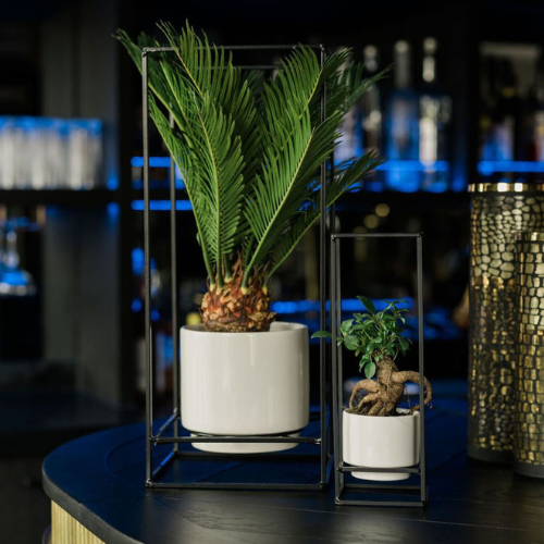 DH-web_Cycas sfeer-1.png