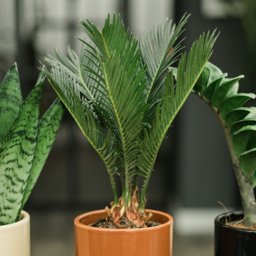 DH-web_Cycas sfeer-2.png