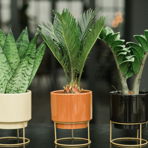 DH-web_Cycas sfeer.png