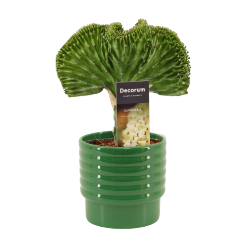 DH website Euphorbia 12 cm.png