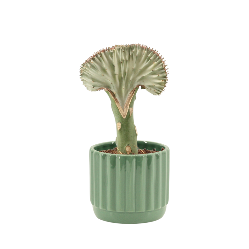DH website Euphorbia 9 cm.png