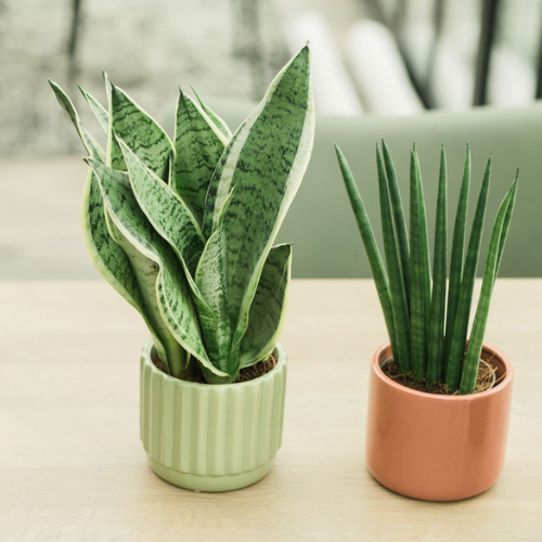 Sansevieria_body2.png