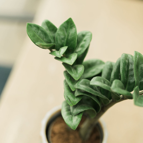 Zamioculcas_body3.png