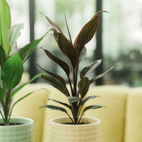 Cordyline web.png