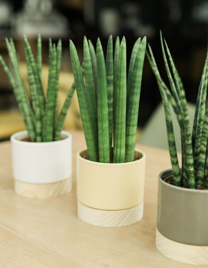 DH web 700x900px-home-4.png