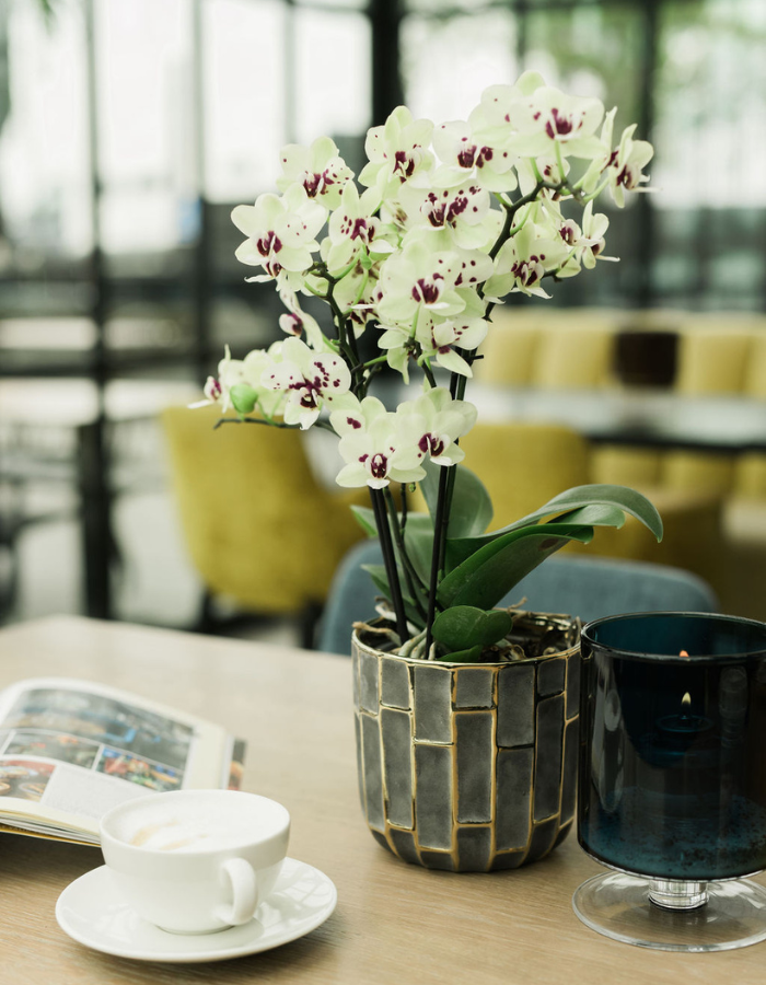 DH web 700 x 900 px.png