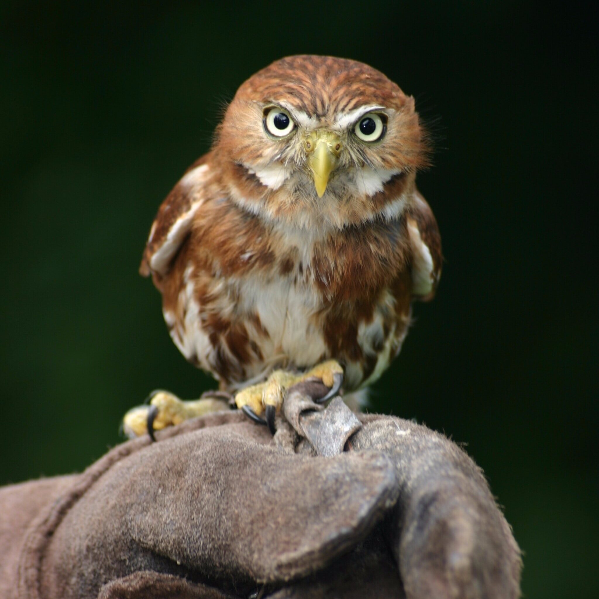 National Museum of Flight - Bird of Prey Show
