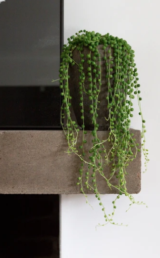 String of Pearls, £28 Narcissus