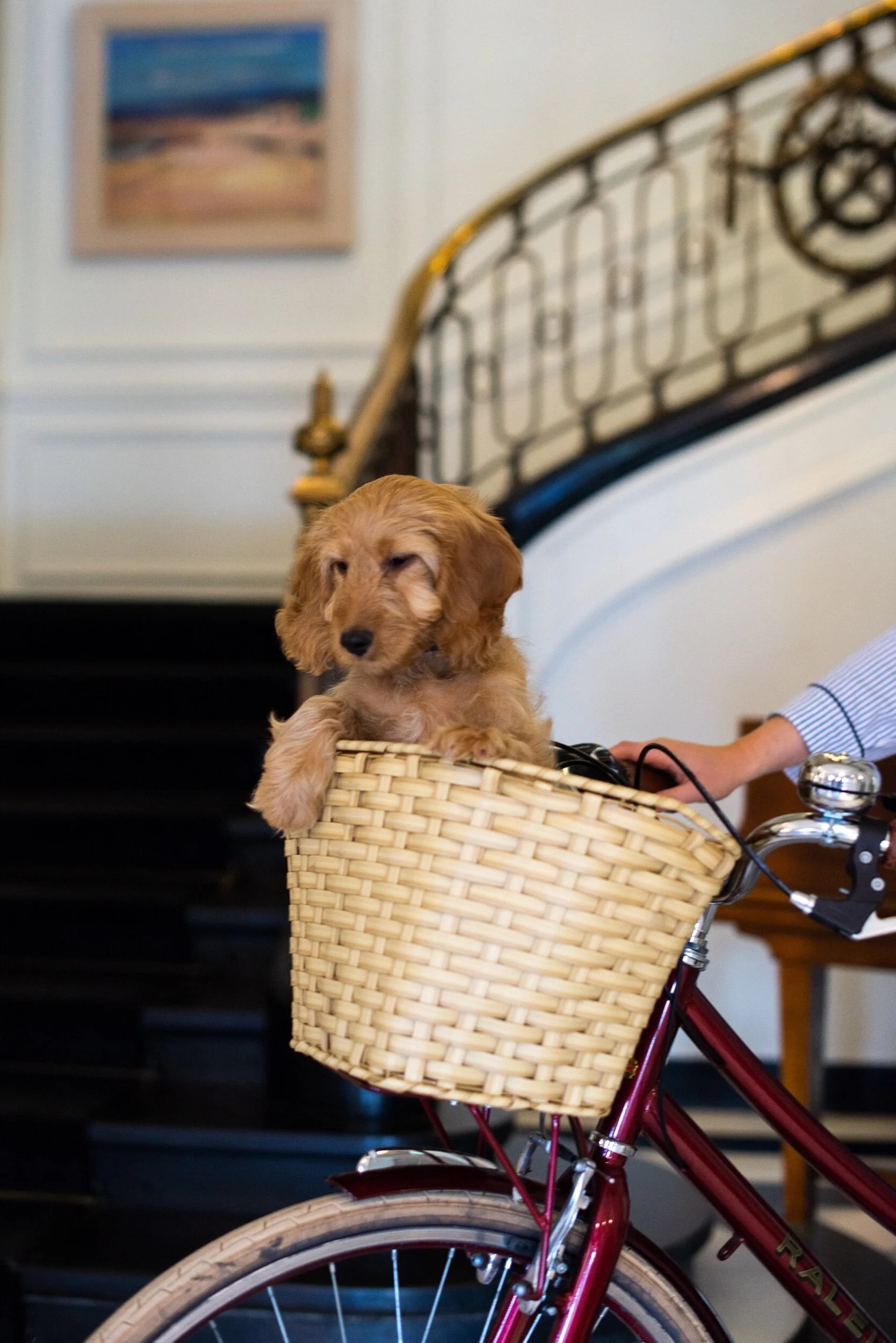 Four-Paw Luxury: Chic Scottish Hotels Where Pets Are Treated Like the VIPs They Are