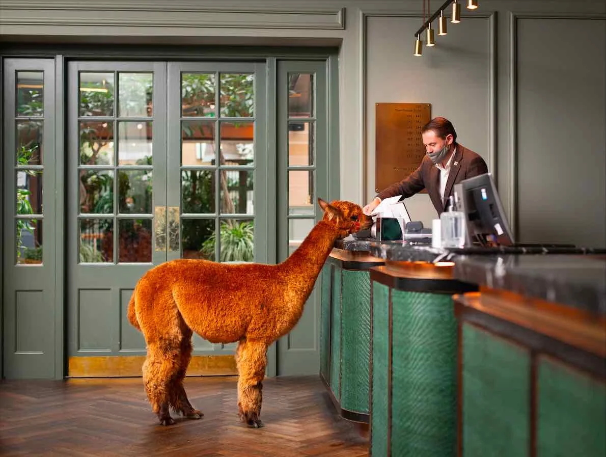 If It Fits In The Lift, It’s Welcome…”