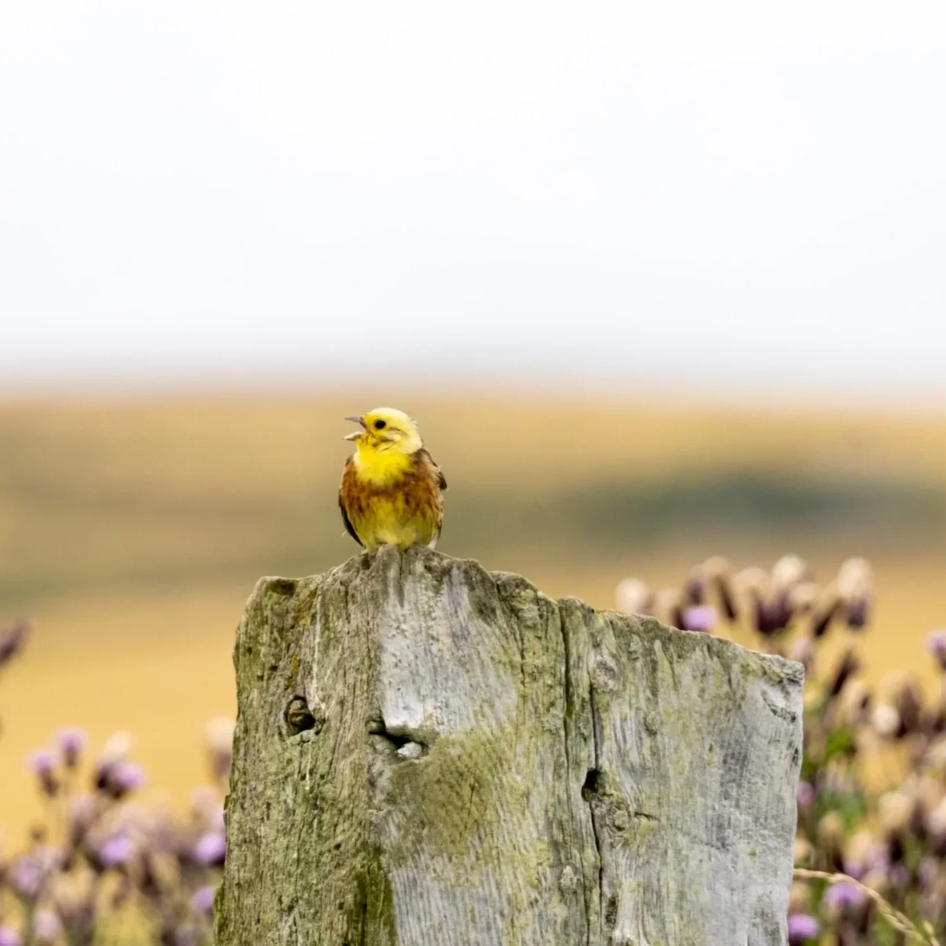 Why Birdwatching is Suddenly Cool – And Where to Go Birding in Scotland