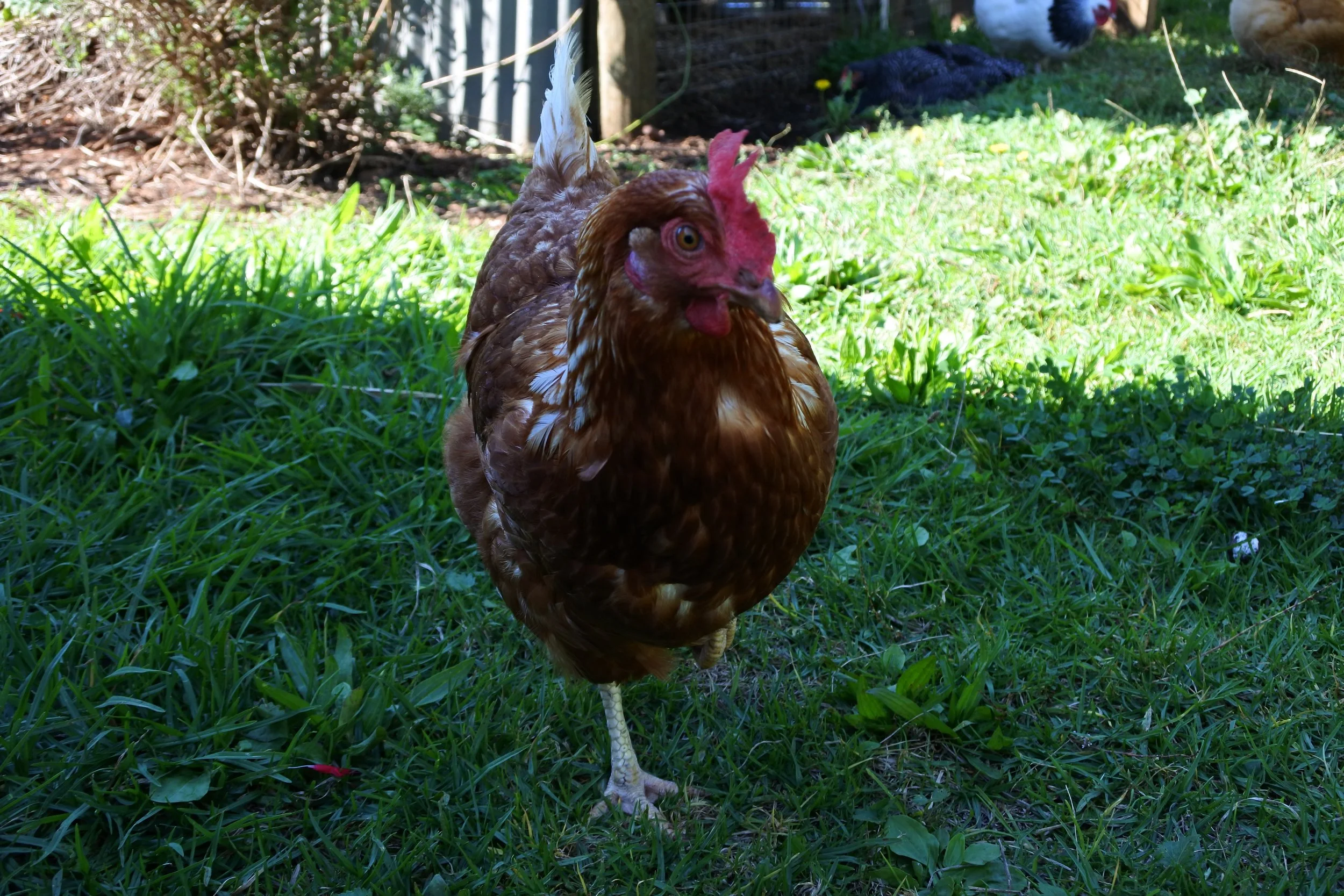 DSC_0414.jpg