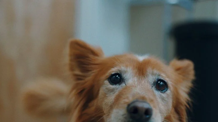 We❤️pets. Some frames from our recent shoot for the American Veterinary Group 🐕