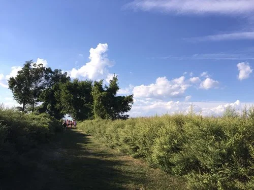 field.jpg