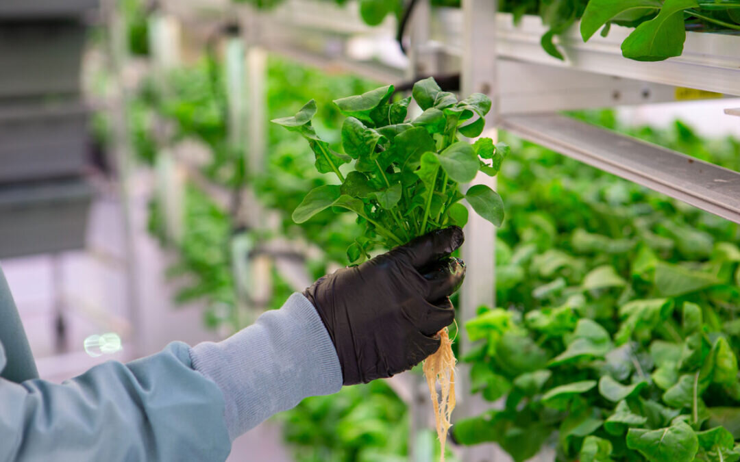 Harvesting and Maintaining Vertical Hydroponics Crops