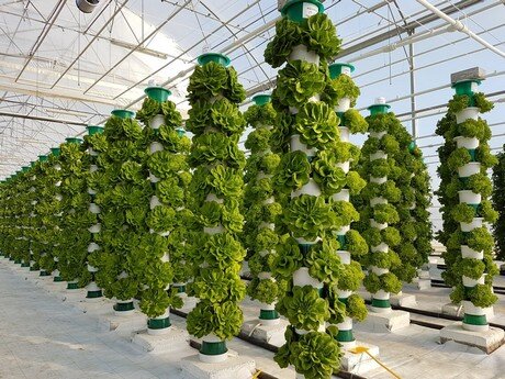 Hydroponics (pěstování rostlin, hydroponických systémů, kořeny rostlin, Kořeny rostlin jsou, rostlin jsou) Hydroponics
