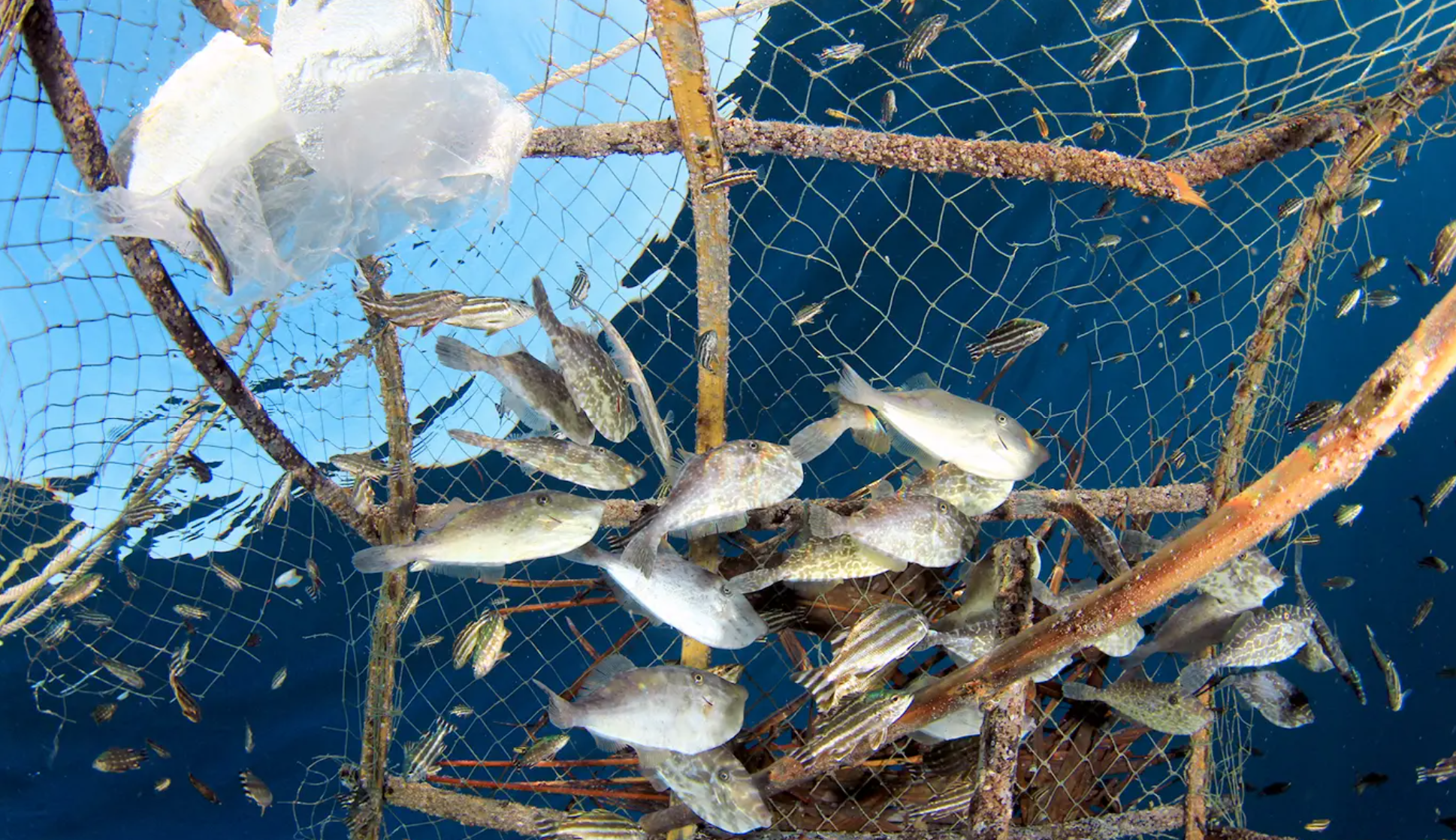 Overfishing, Conservation, Sustainability, and Farmed Fish — PSCI