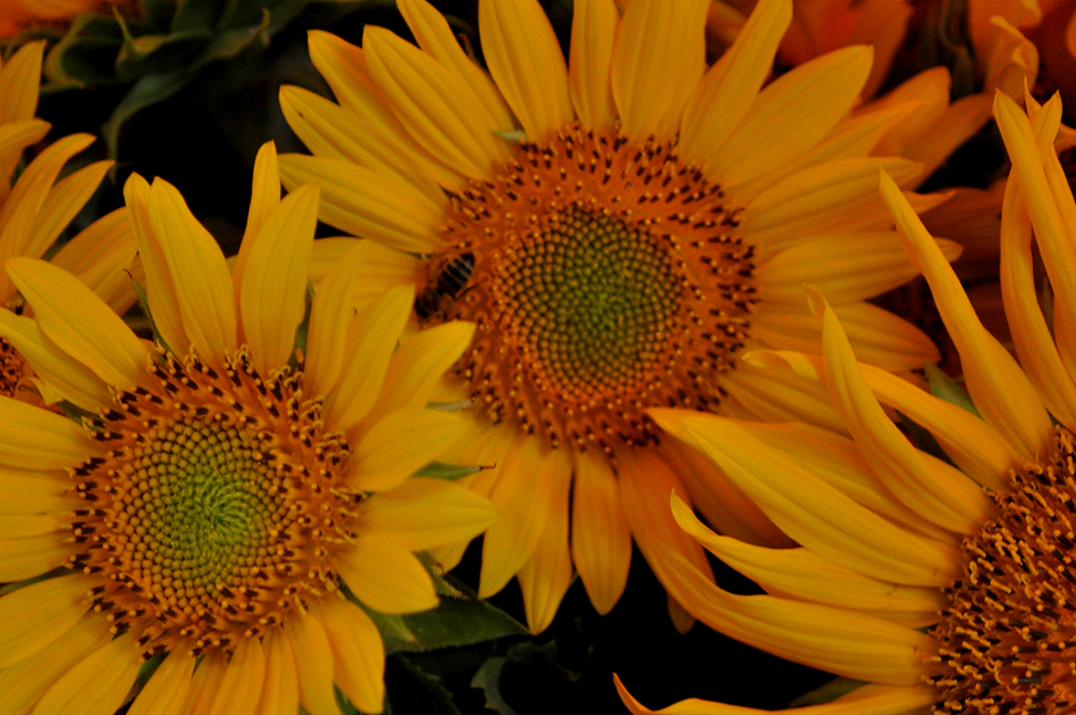 DSC_0011-ANIMATION.gif