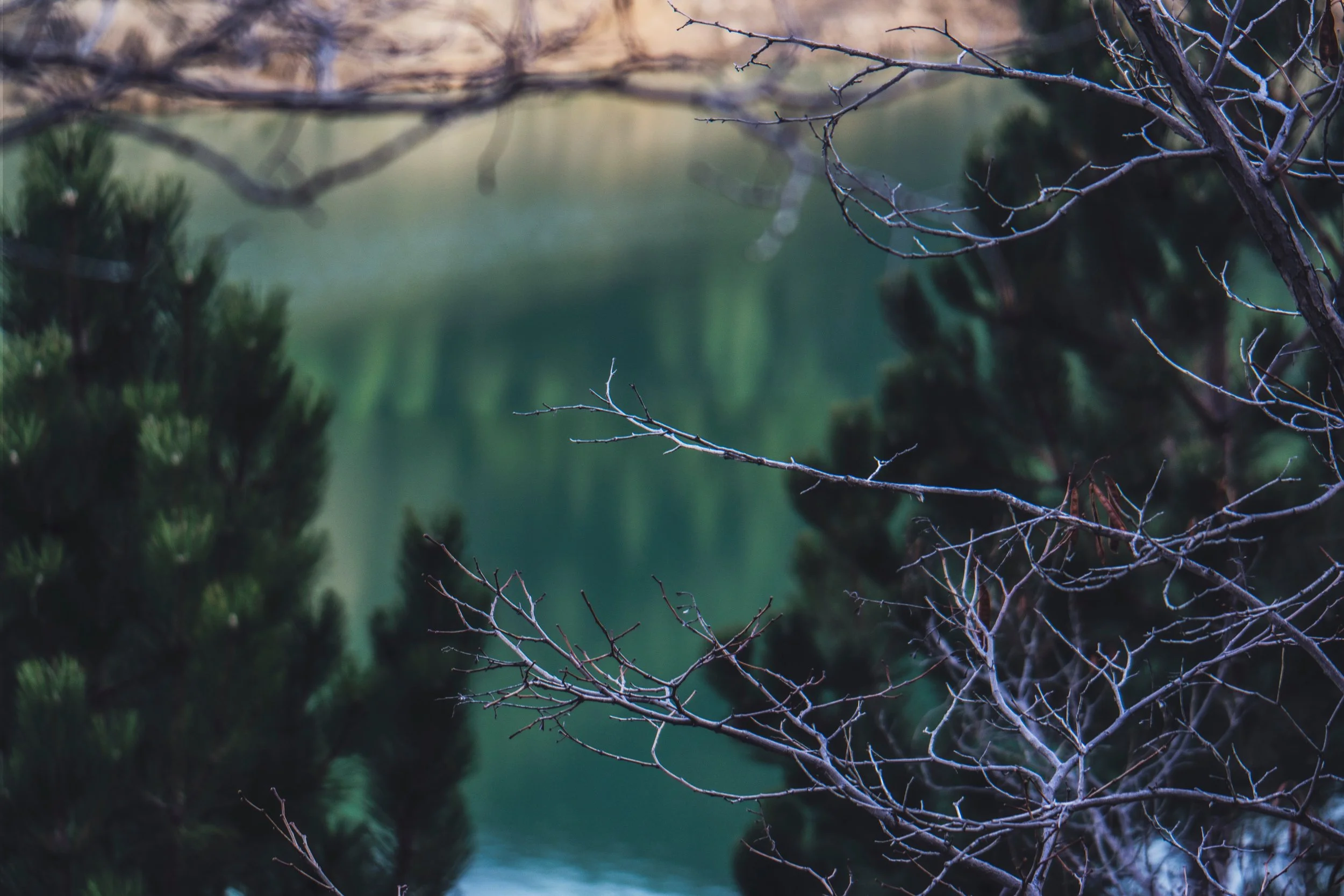 blur-branches-dark-68258.jpg