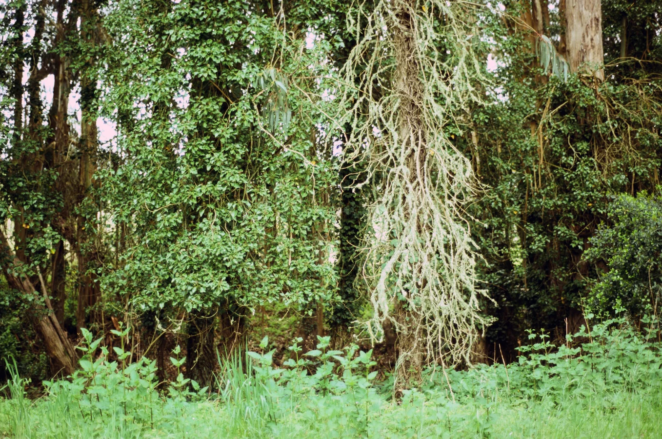 green and roses-17.jpg