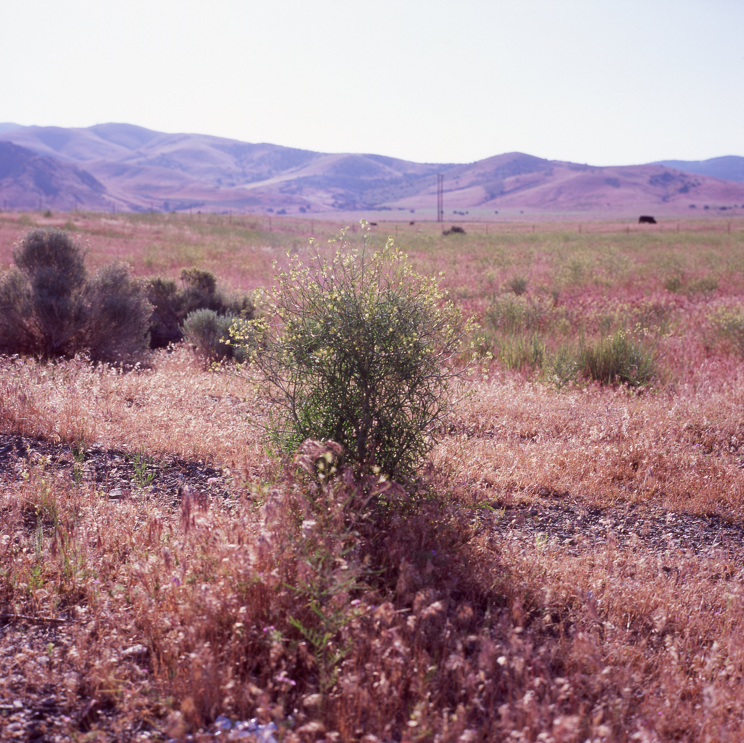 rest area sage004.jpg