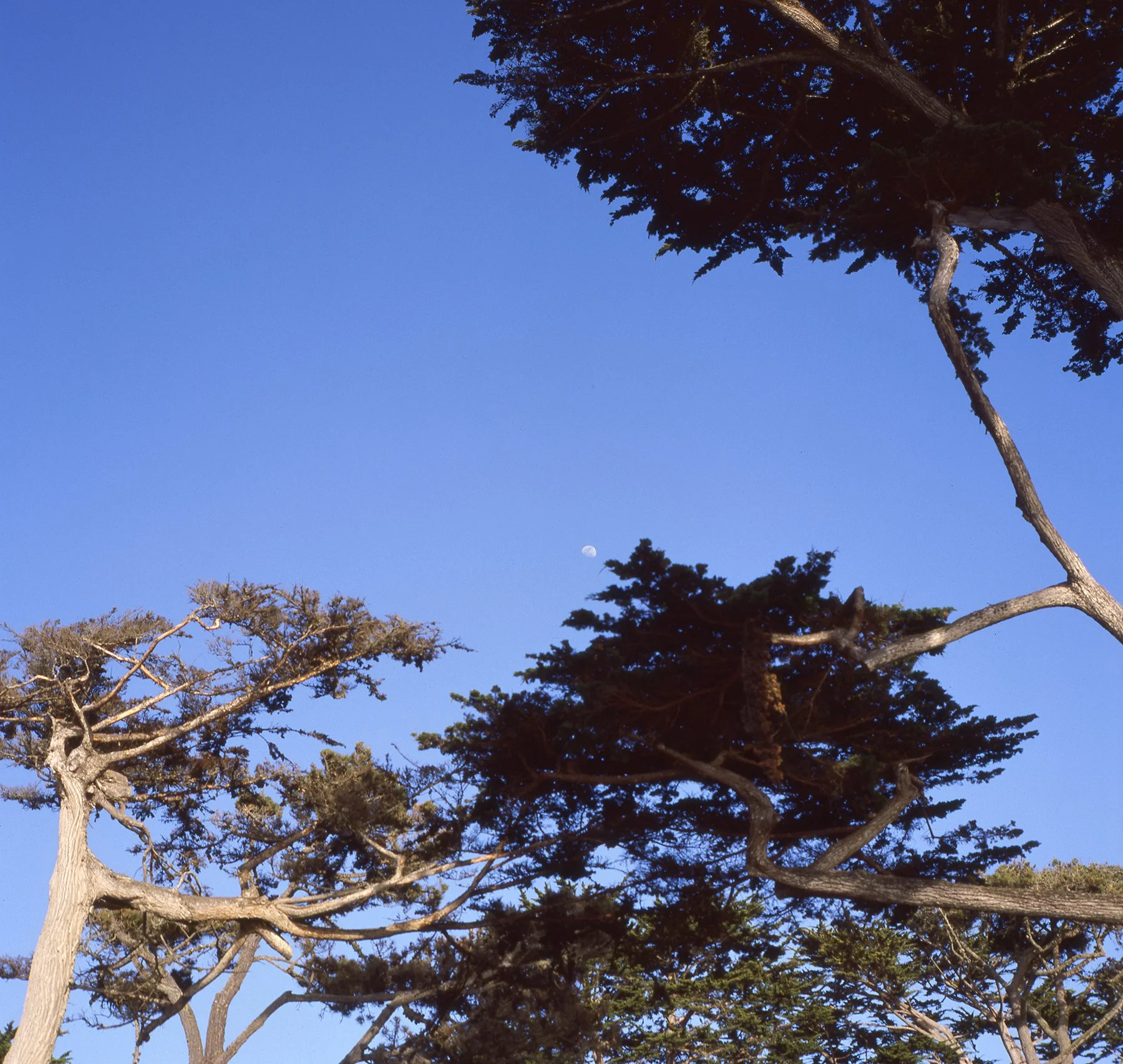 bigsur_again002.jpg