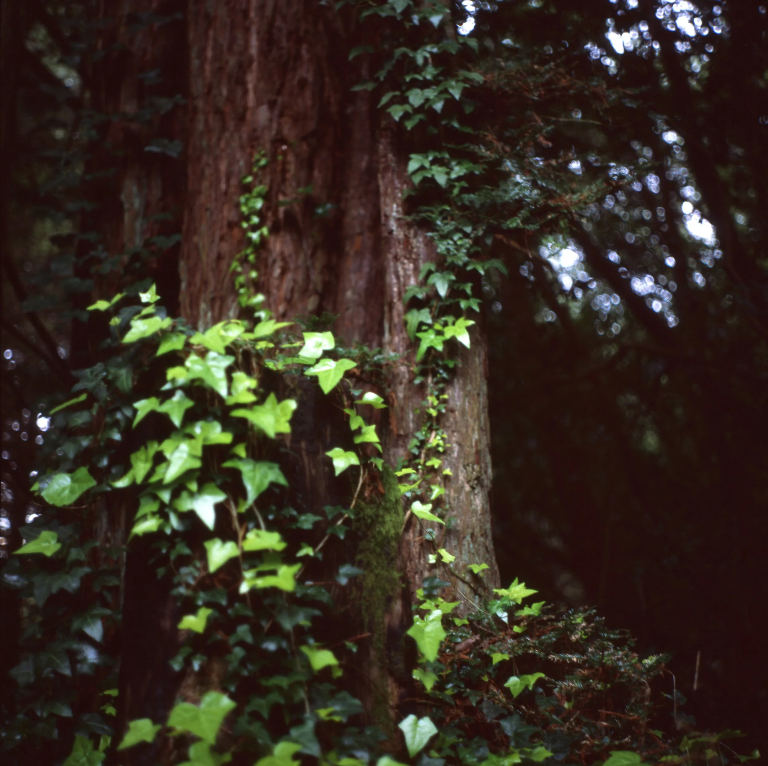 lemon_trees&redwoods010edit.jpg