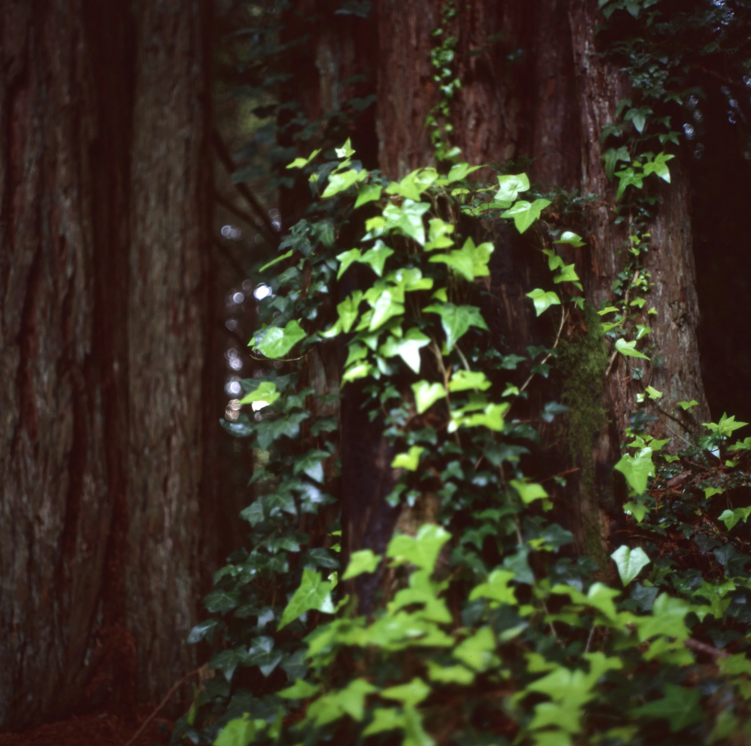 lemon_trees&redwoods009edit.jpg