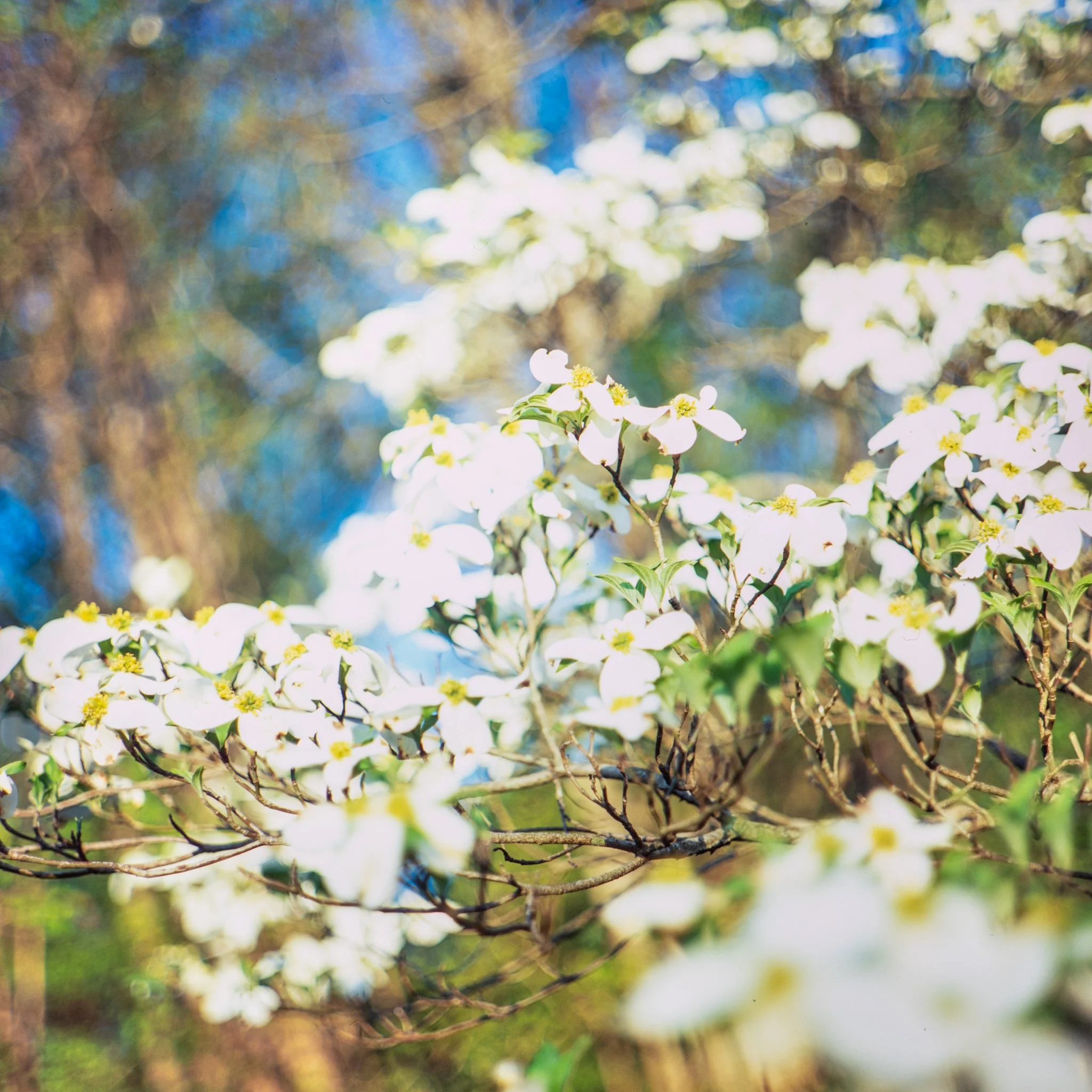 blooms- trees-17.JPG