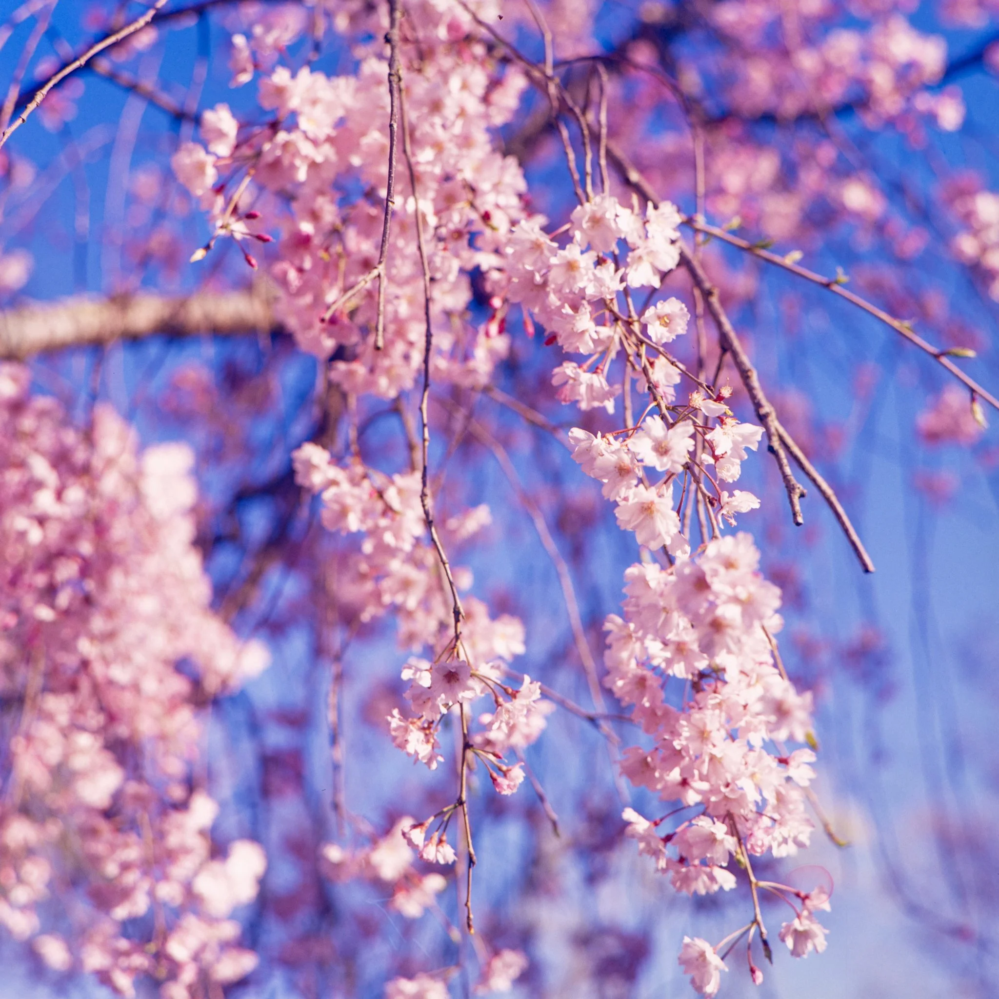 blooms- trees-11.jpg