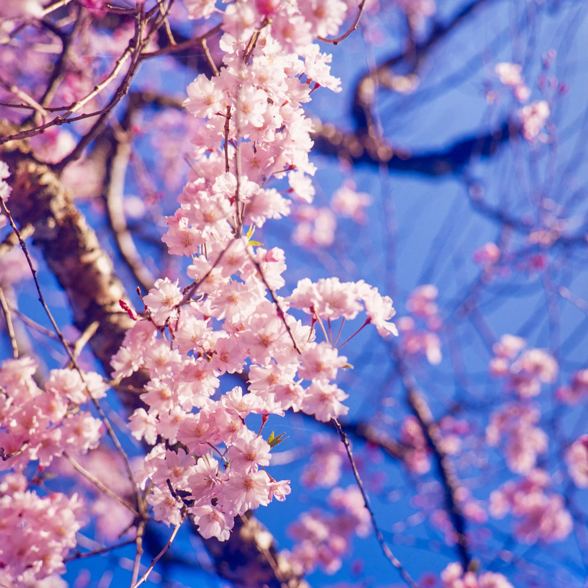 blooms- trees-12.jpg
