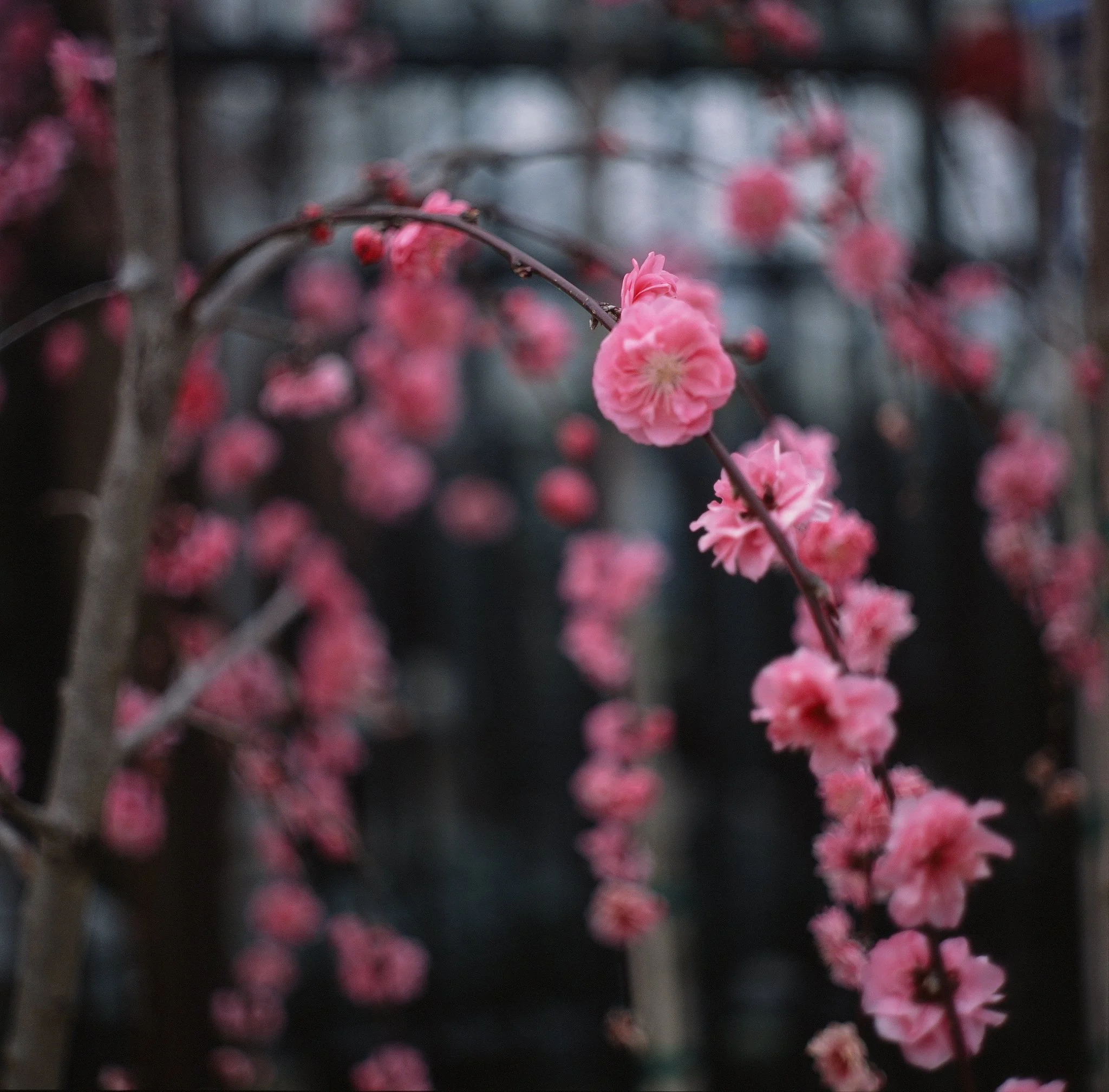 blooms- trees-03.JPG