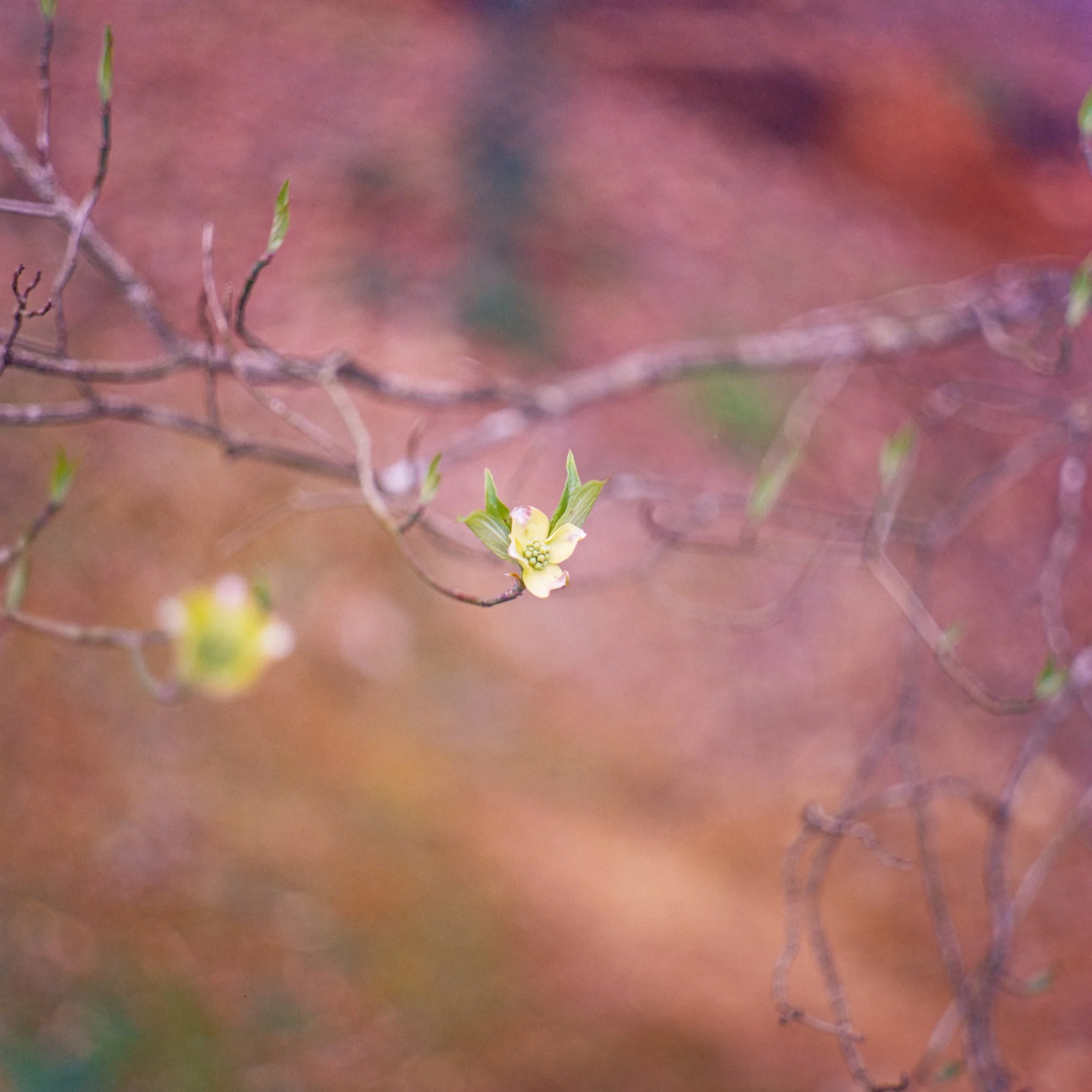 blooms- trees-14.JPG