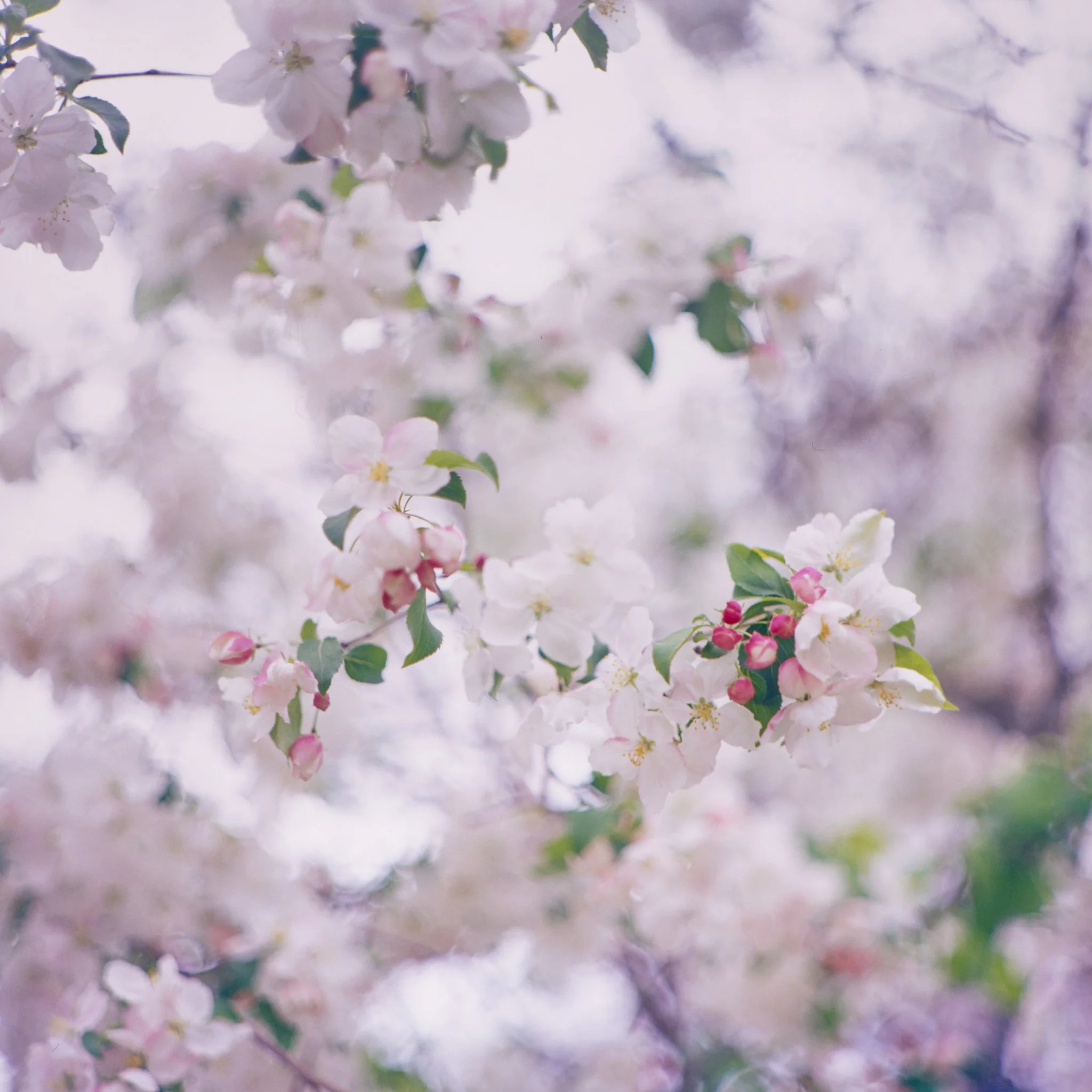 blooms- trees-16.JPG
