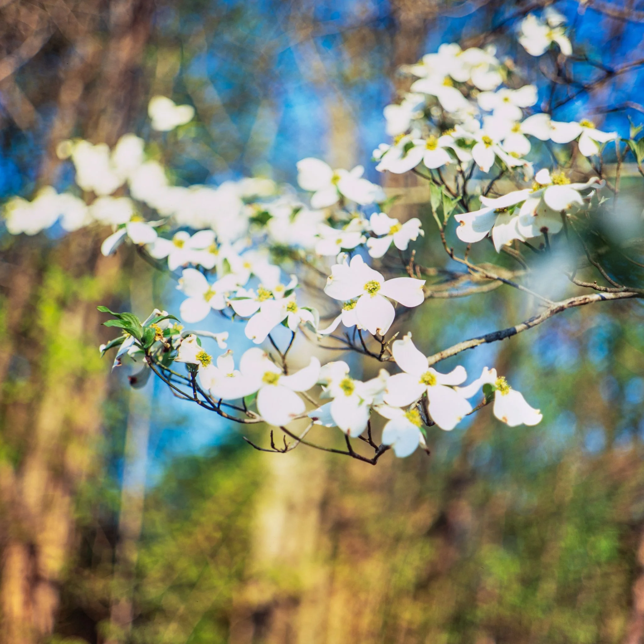 blooms- trees-18.JPG