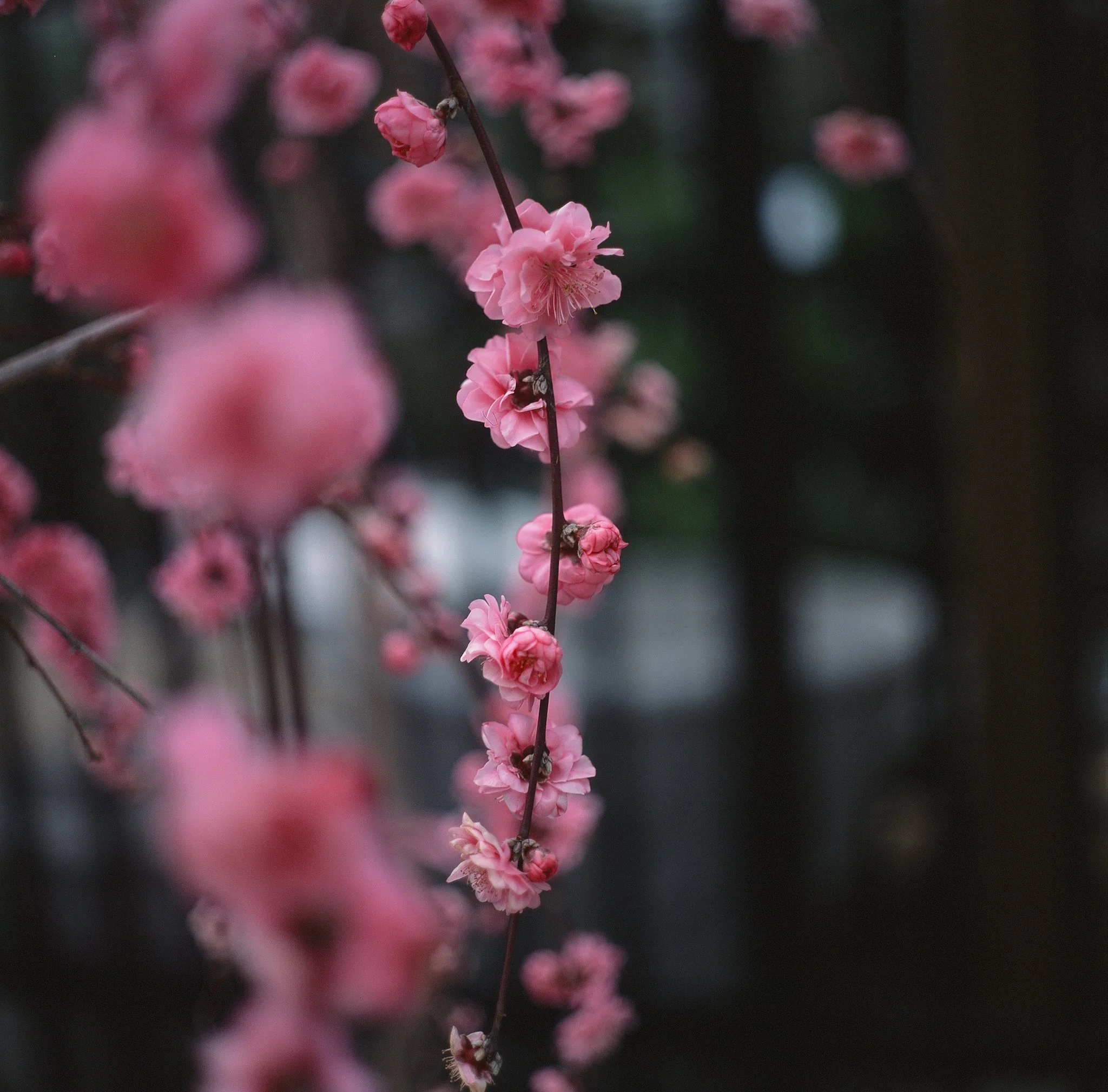 blooms- trees-01.JPG