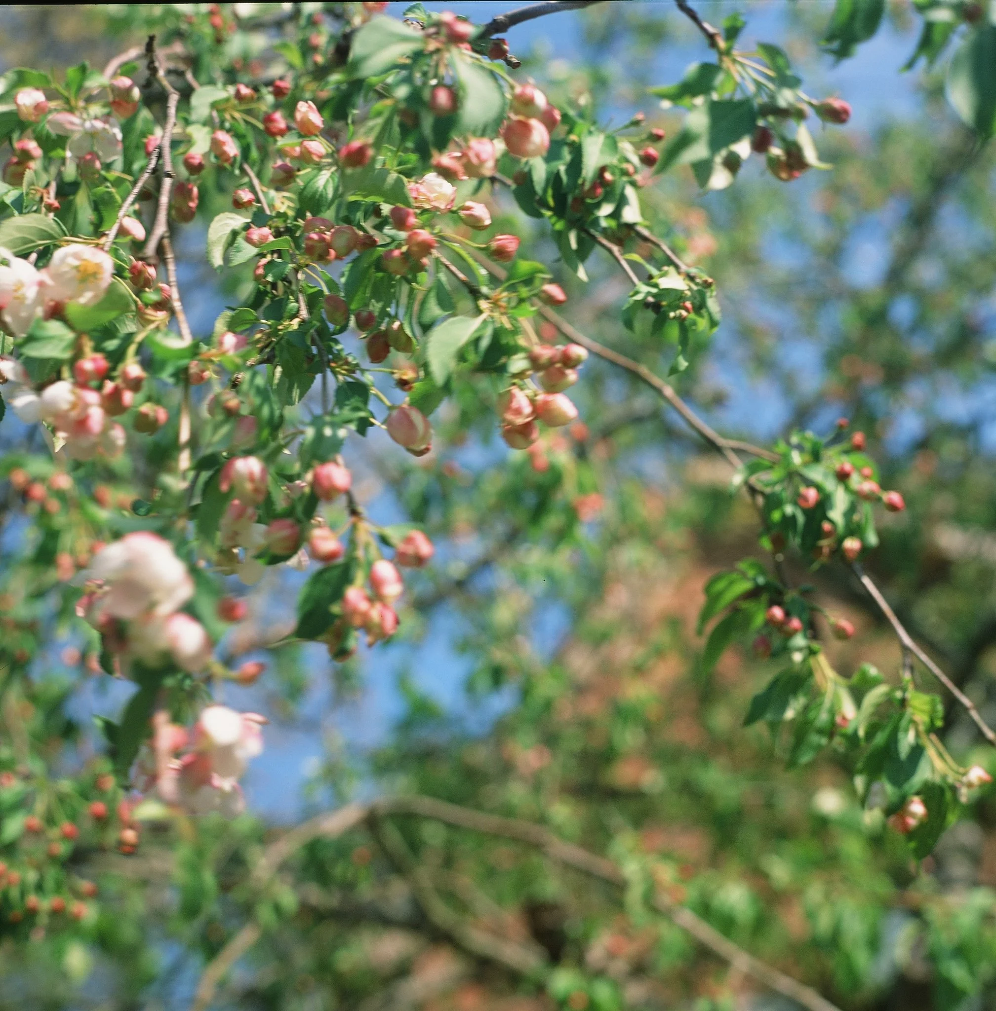 blooms- trees-04.jpg