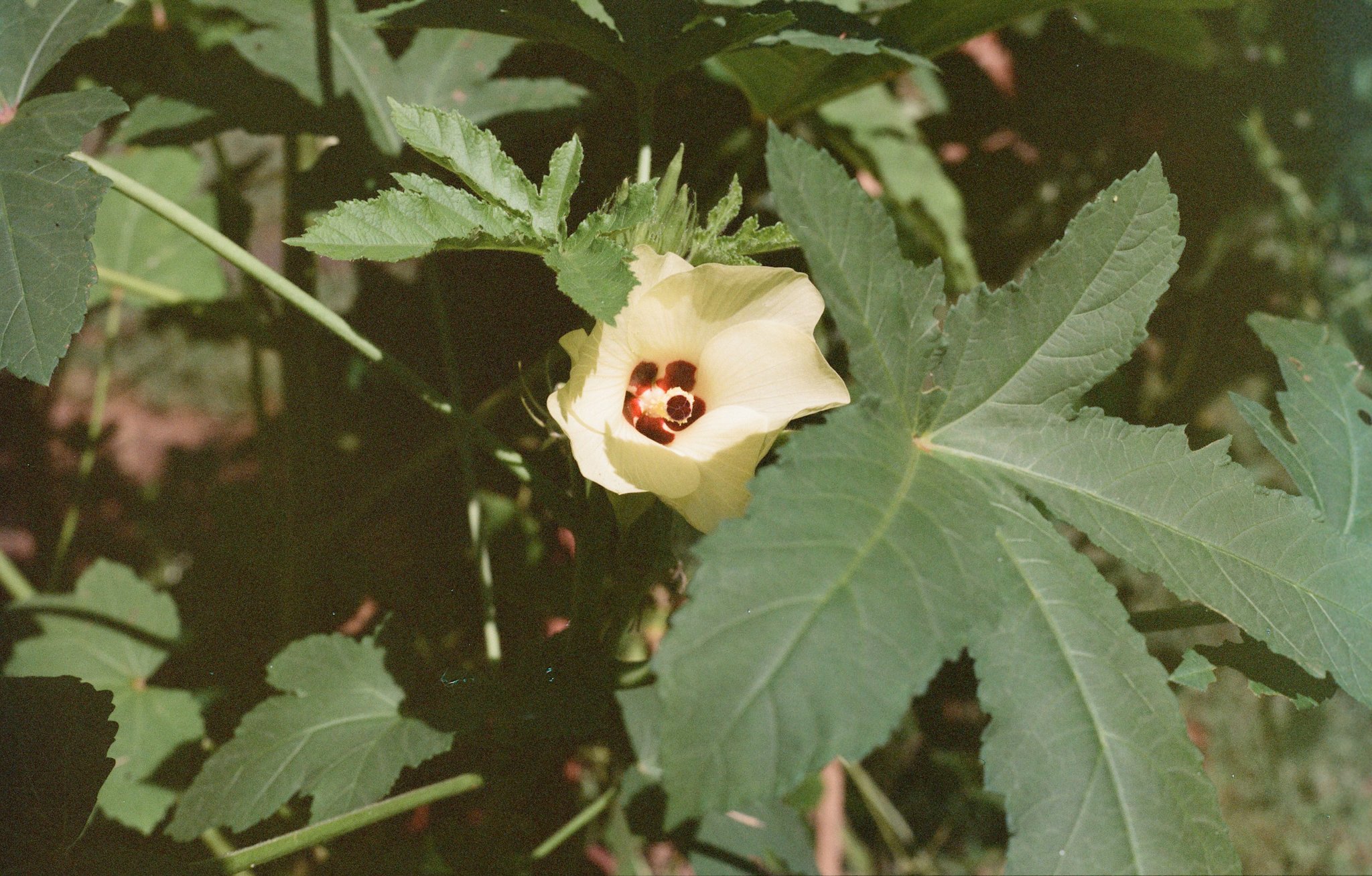 colors old film-012.jpg