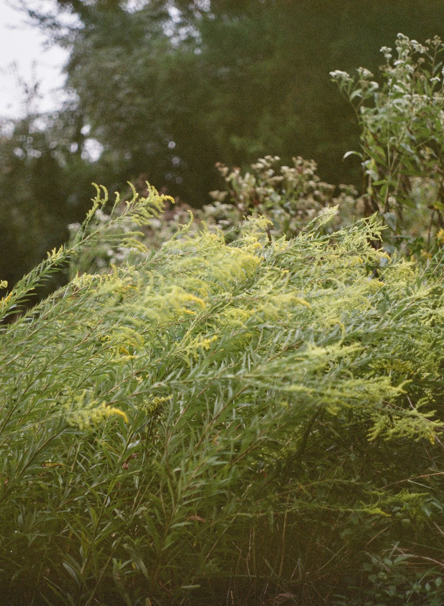 colors old film-011.jpg