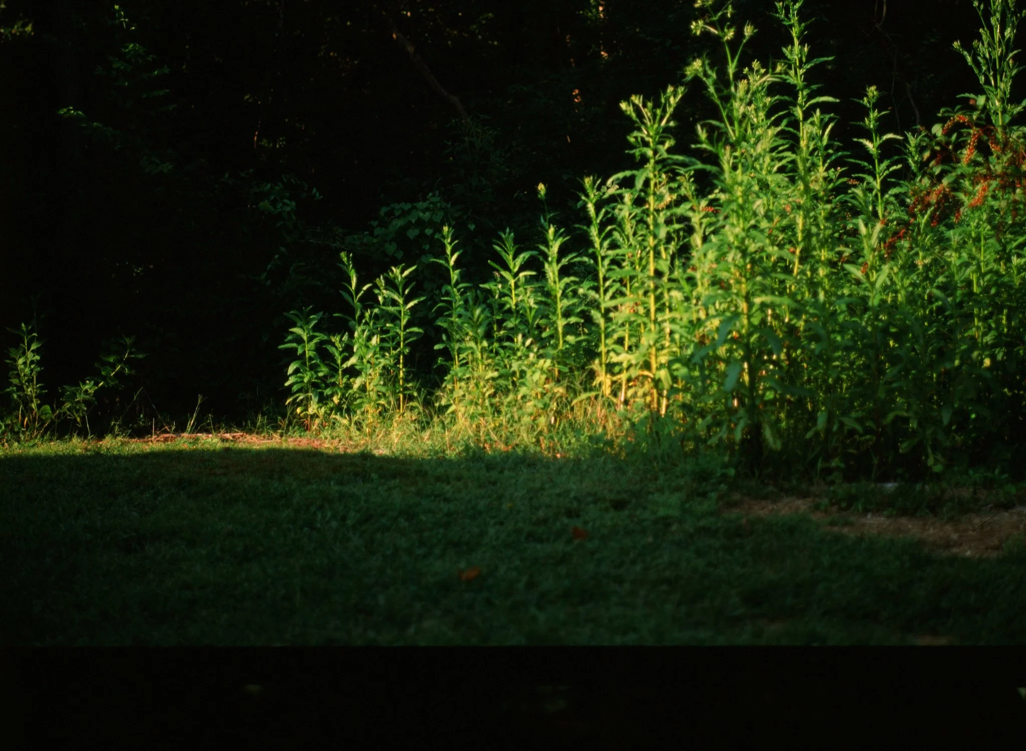 colors old film-067.jpg